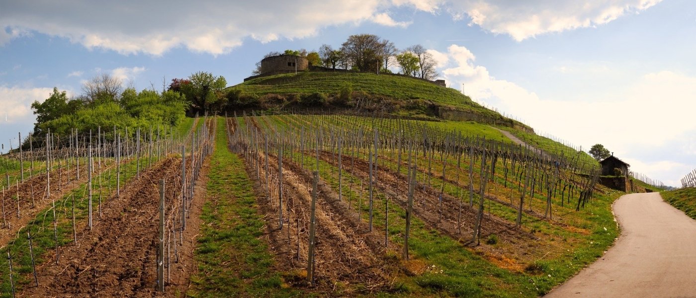 piedmont wine tours - Wine Paths