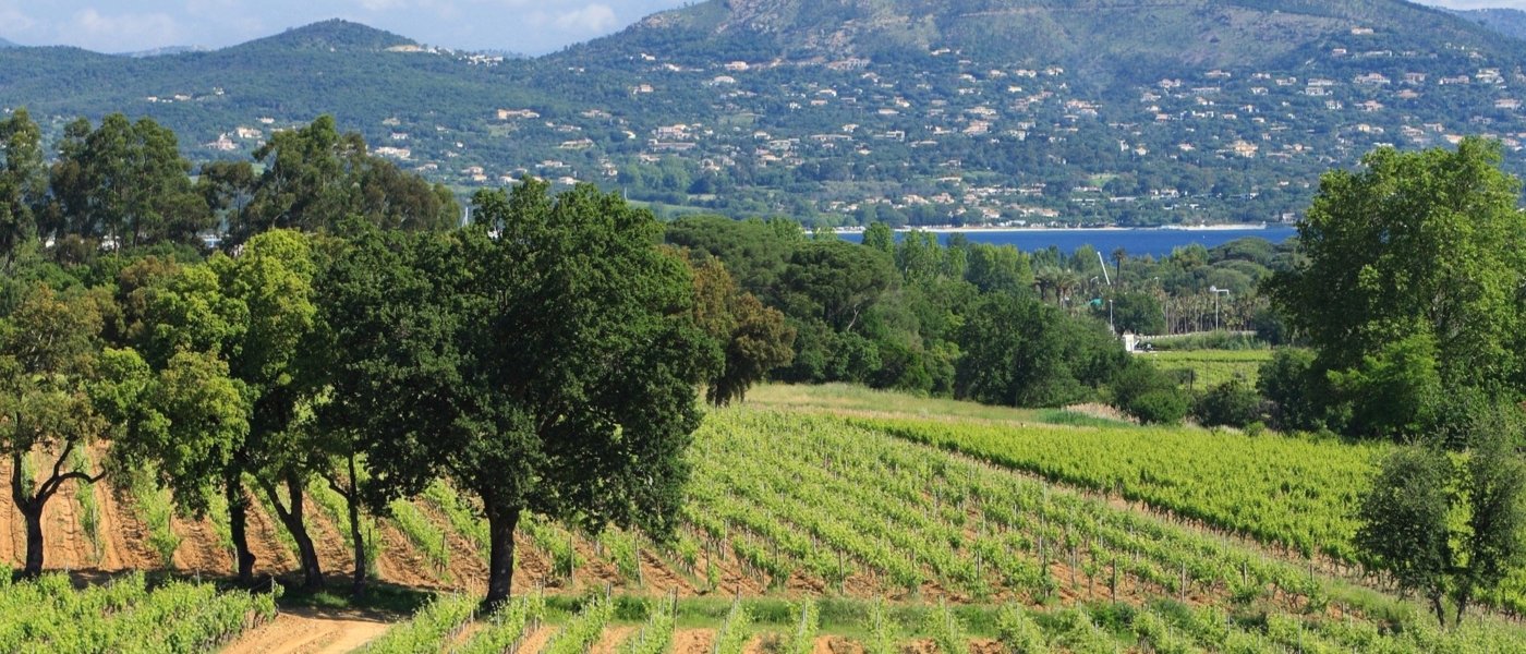 vineyards overlooking the sea