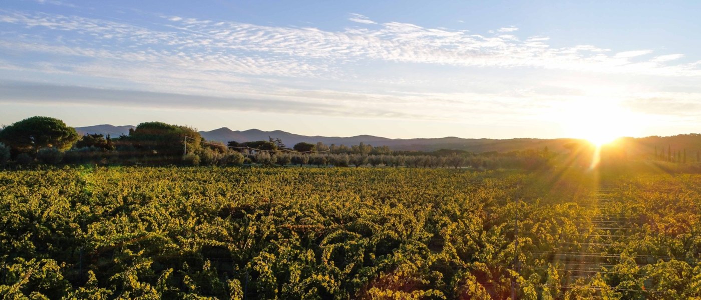 CAMPO ALLE COMETE VINEYARD VIEW - Wine Paths