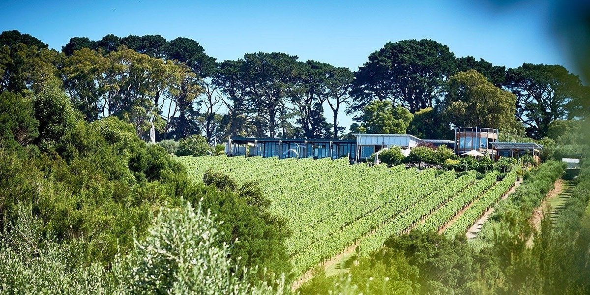 Visit Montalto Vineyard Olive Grove in Australia Wine Paths