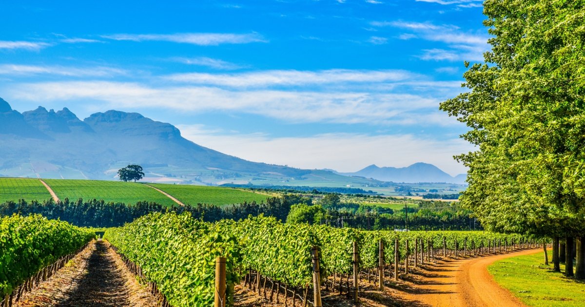 wine tour in stellenbosch