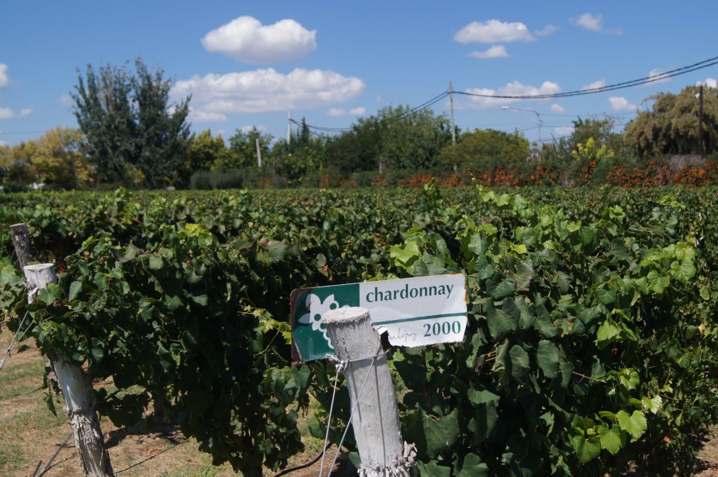 mendoza wine tastings - Wine Paths