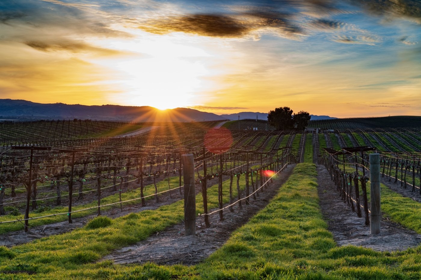 napa valley wine and food - Wine Paths