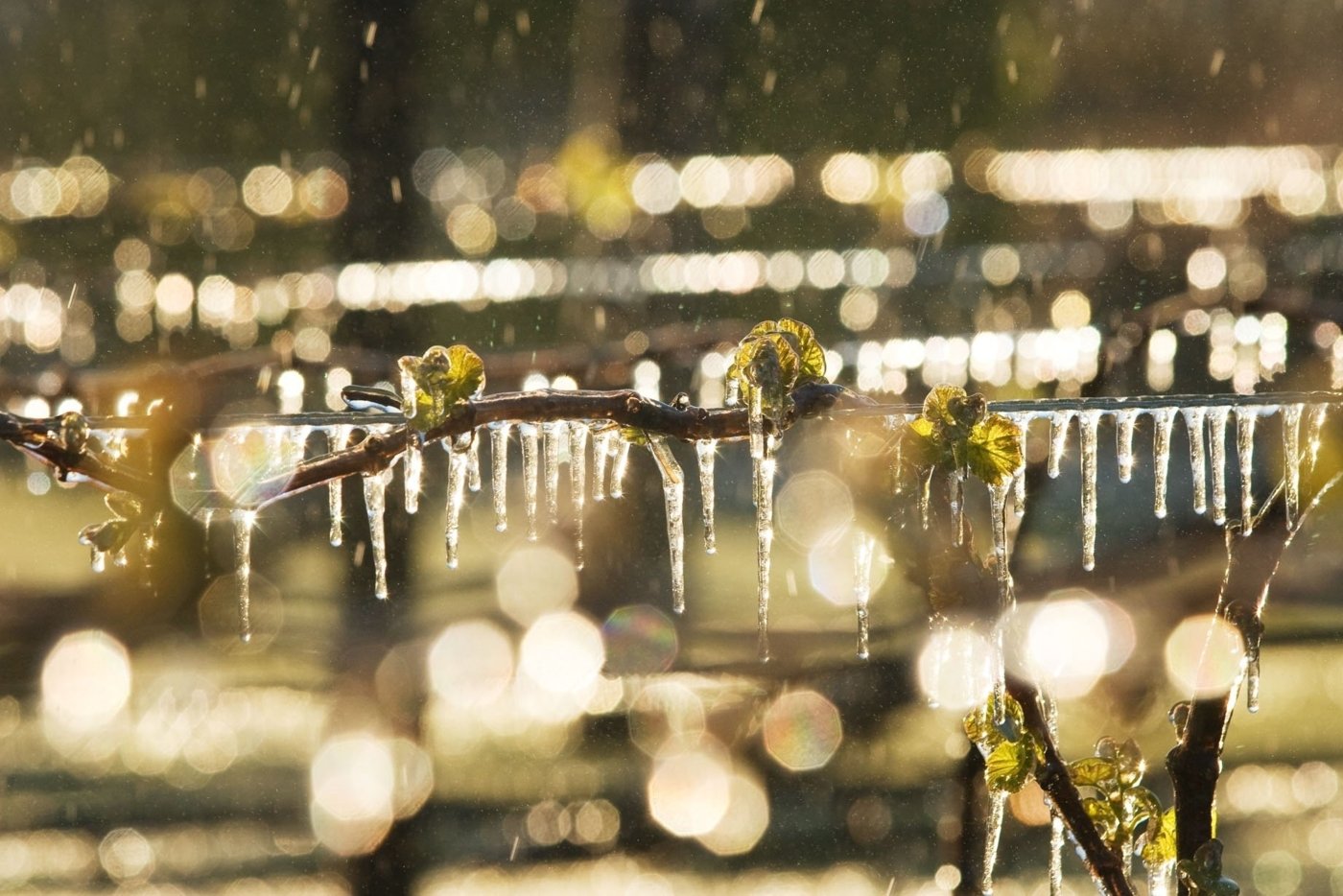 new zealand wine tastings - Wine Paths