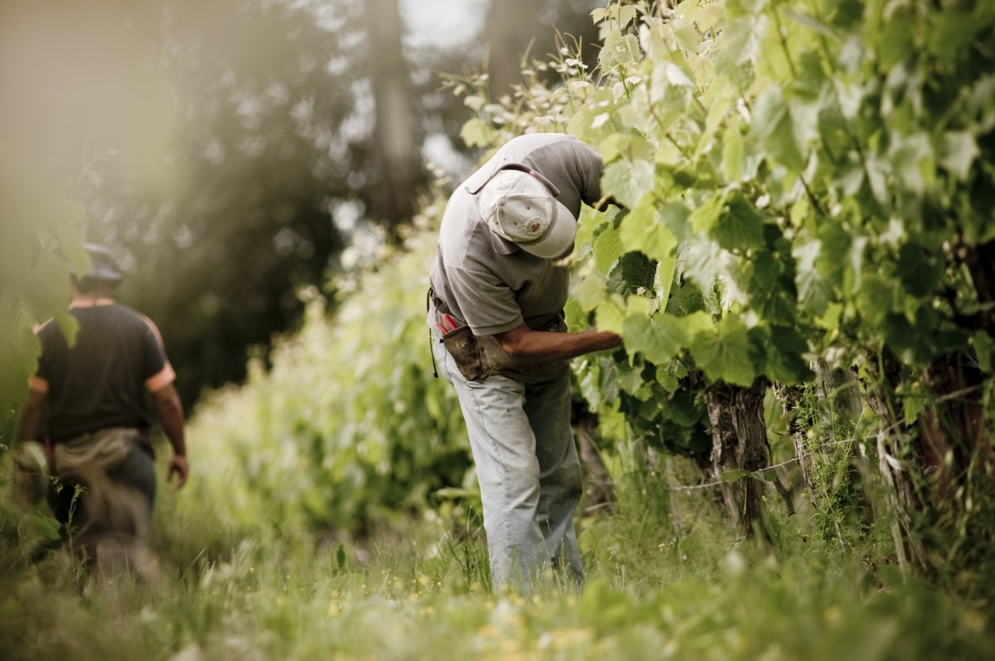 new zealand wine tastings - Wine Paths