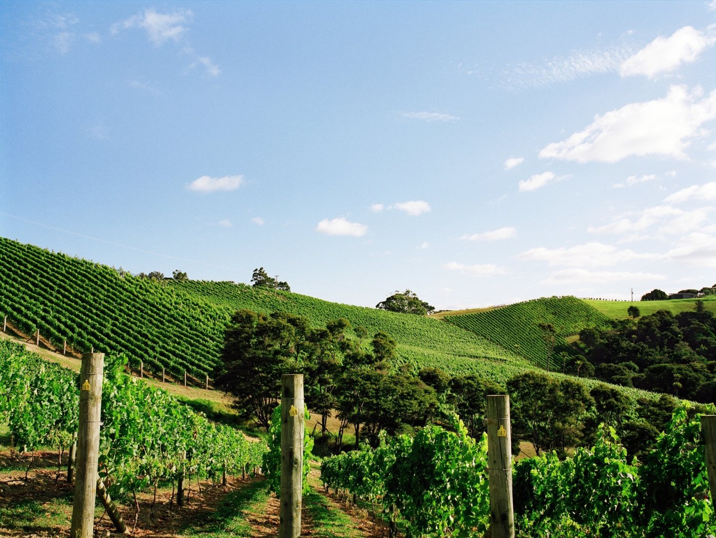 Auckland vineyards - Wine Paths