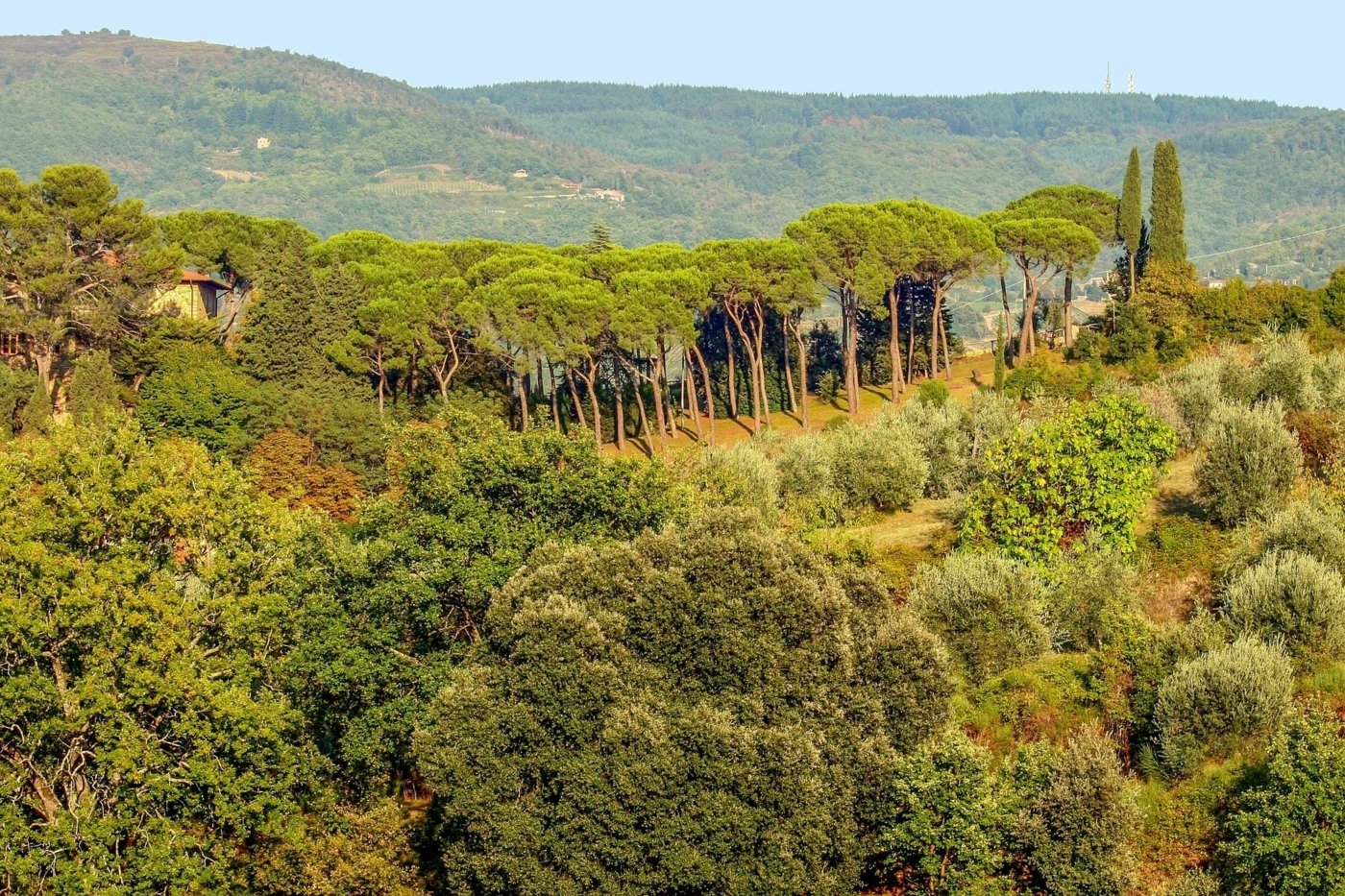 chianti wine tours - Wine Paths