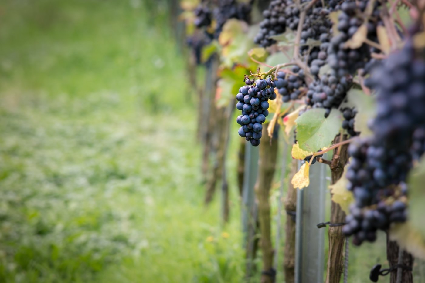 new zealand wine tastings - Wine Paths