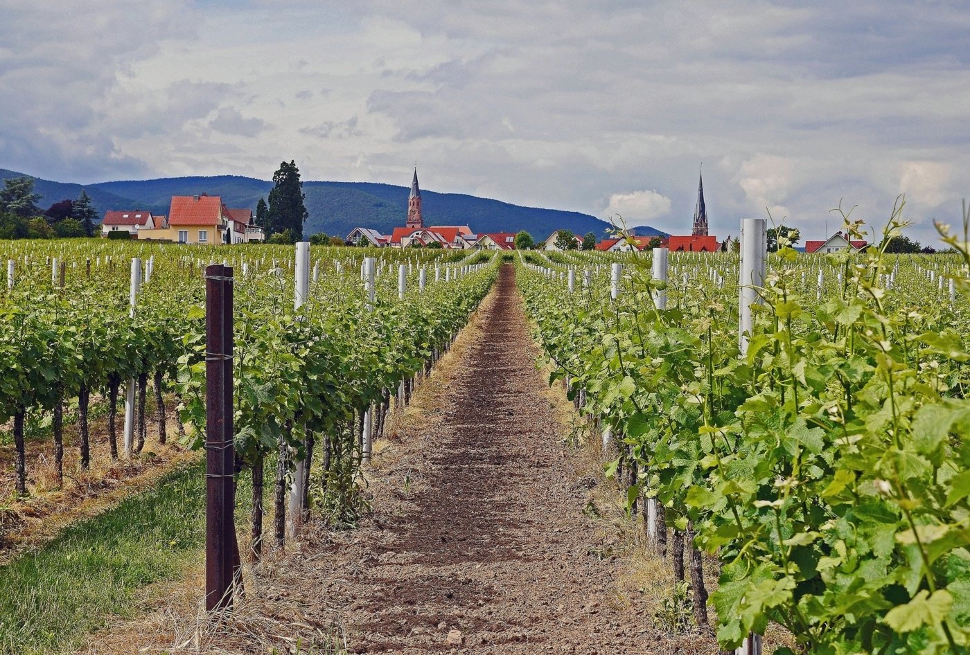 winery visit australia - Wine Paths