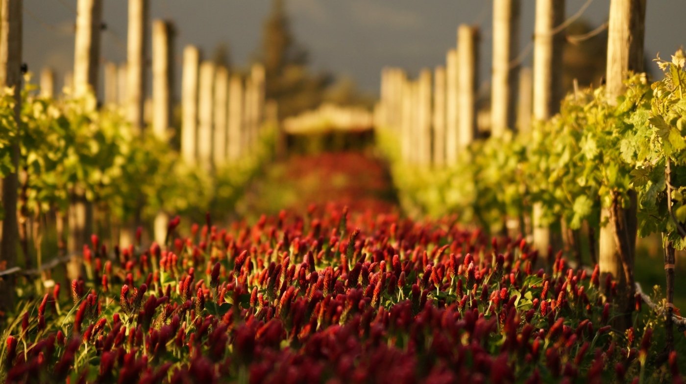 new zealand wine tastings - Wine Paths