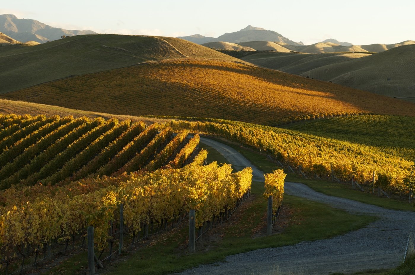 new zealand wine tastings - Wine Paths