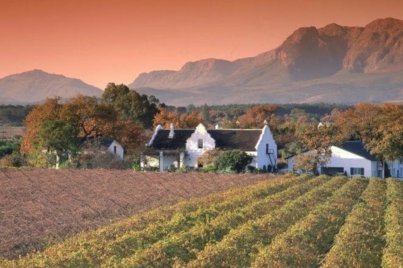 Paarl wines