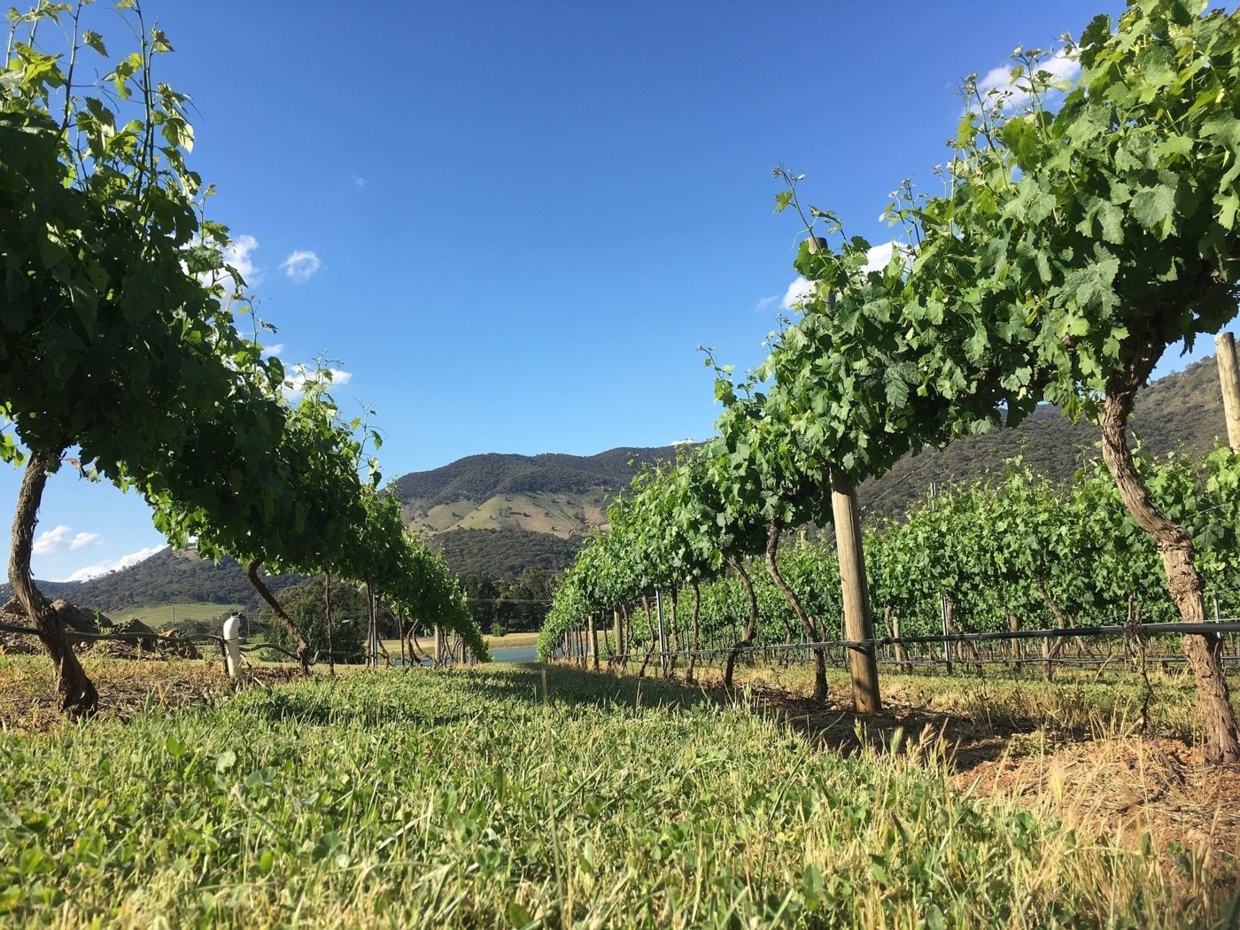 Australian Vineyards