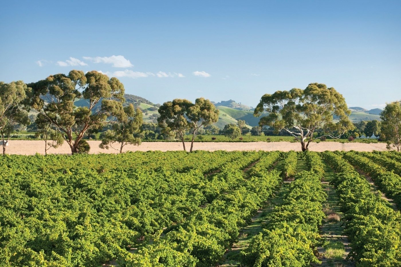winery visit australia - Wine Paths