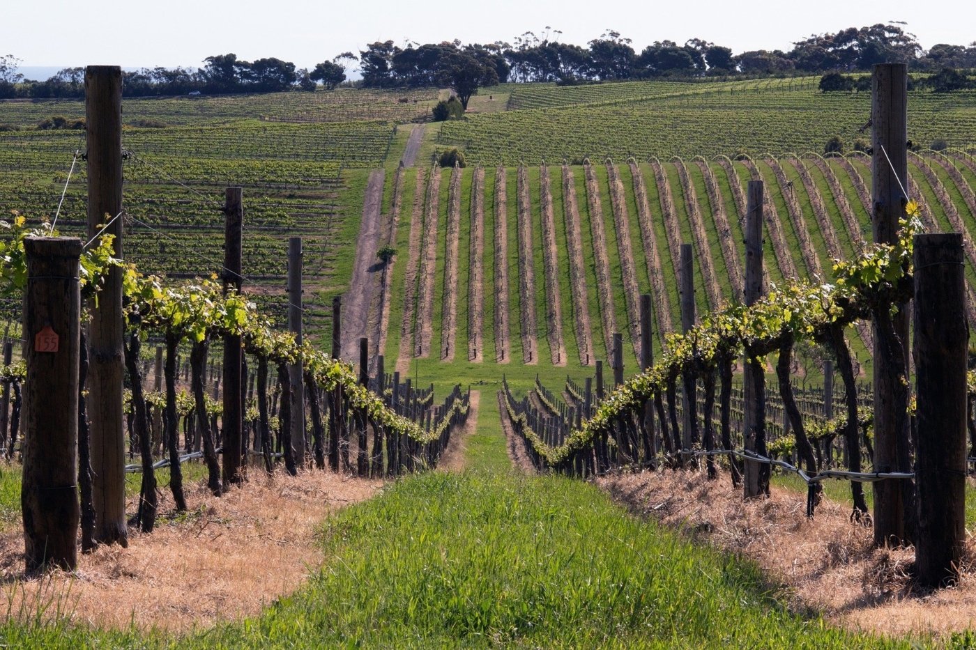 winery visit australia - Wine Paths