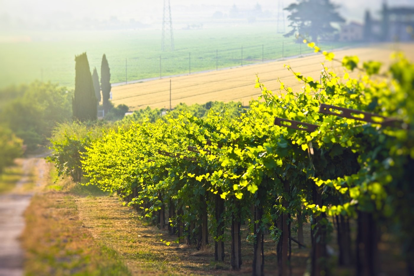 tuscany wine tastings - Wine Paths