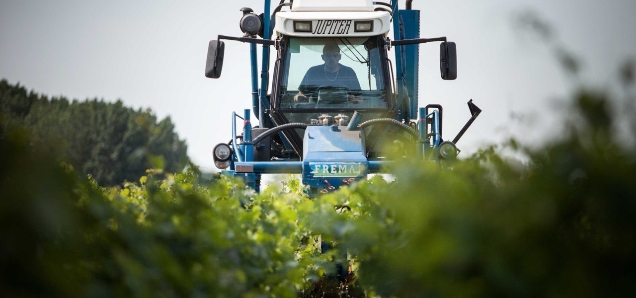 vineyard visits at chateau kirwan