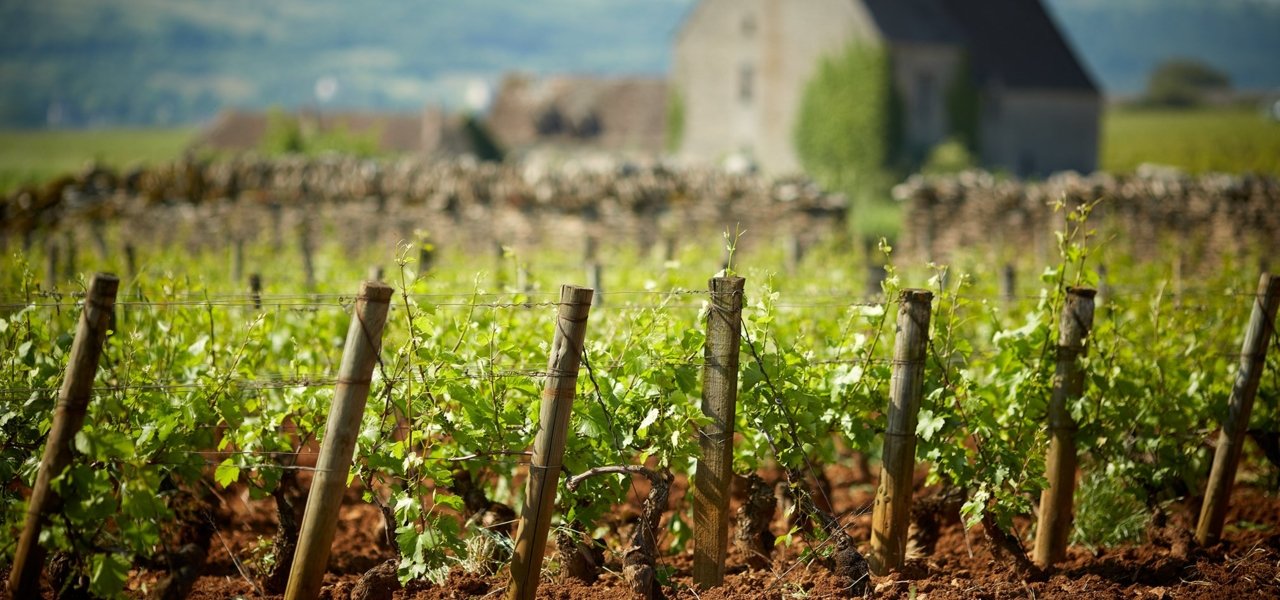 Chassagne-Montrachet Vineyard