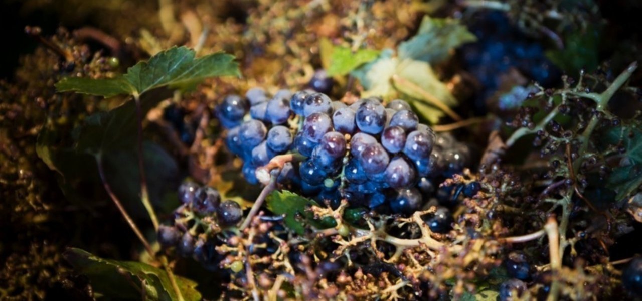 vineyard tours at chateau kirwan