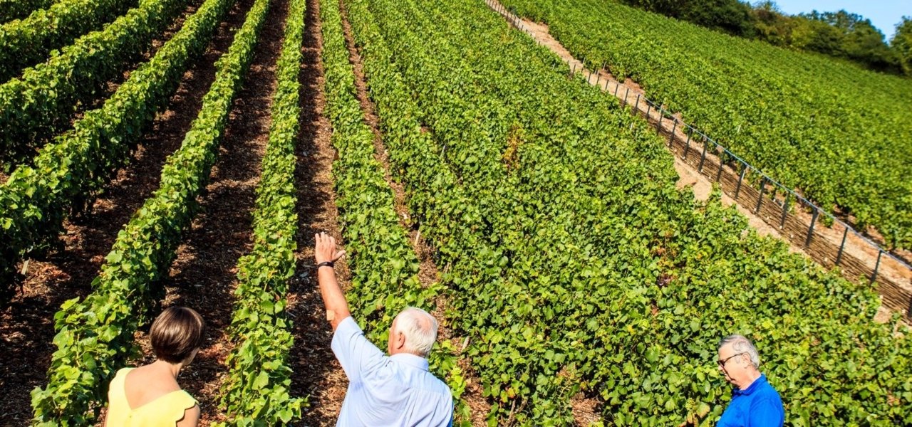 Through the vineyard