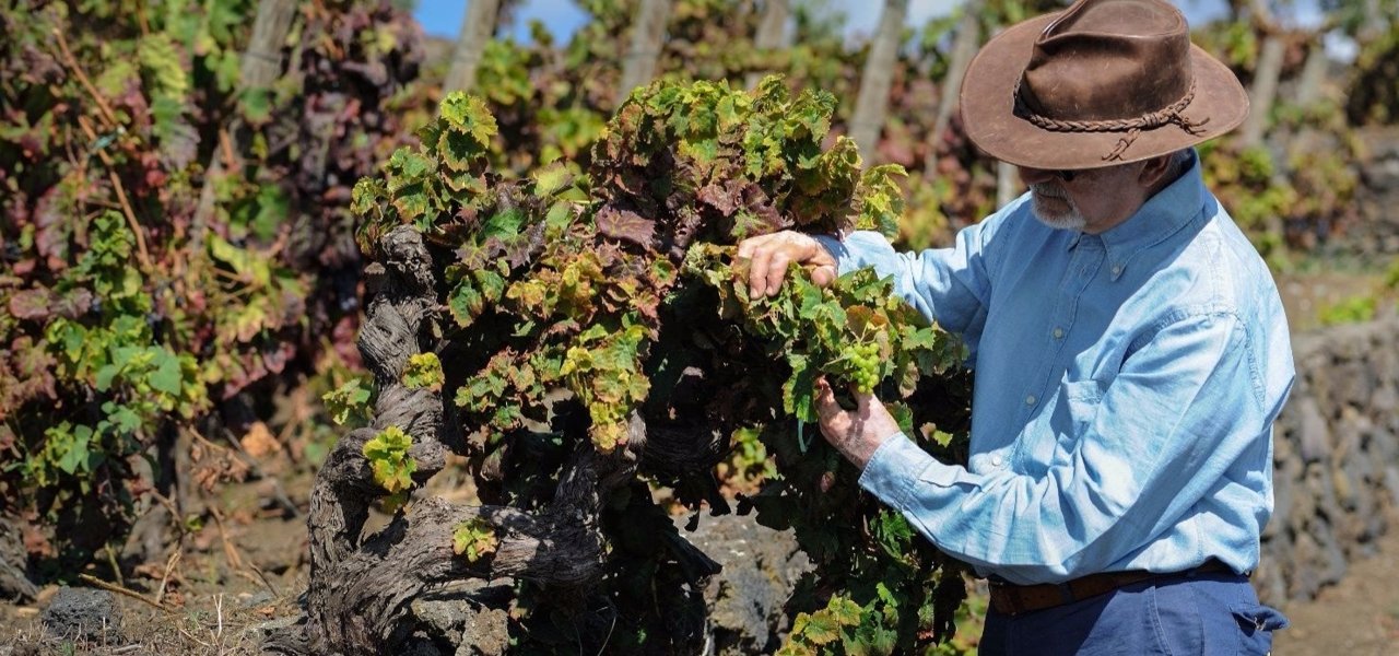 Bespoke Winery Tour In Etna Wine Paths