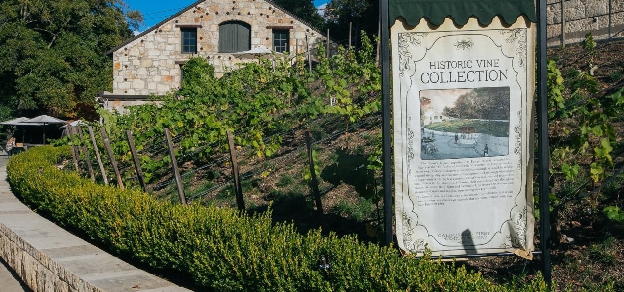 Buena Vista Winery 