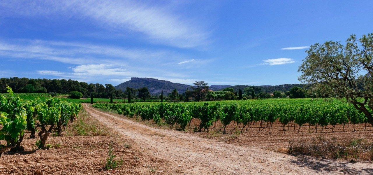 Cassis wine tour