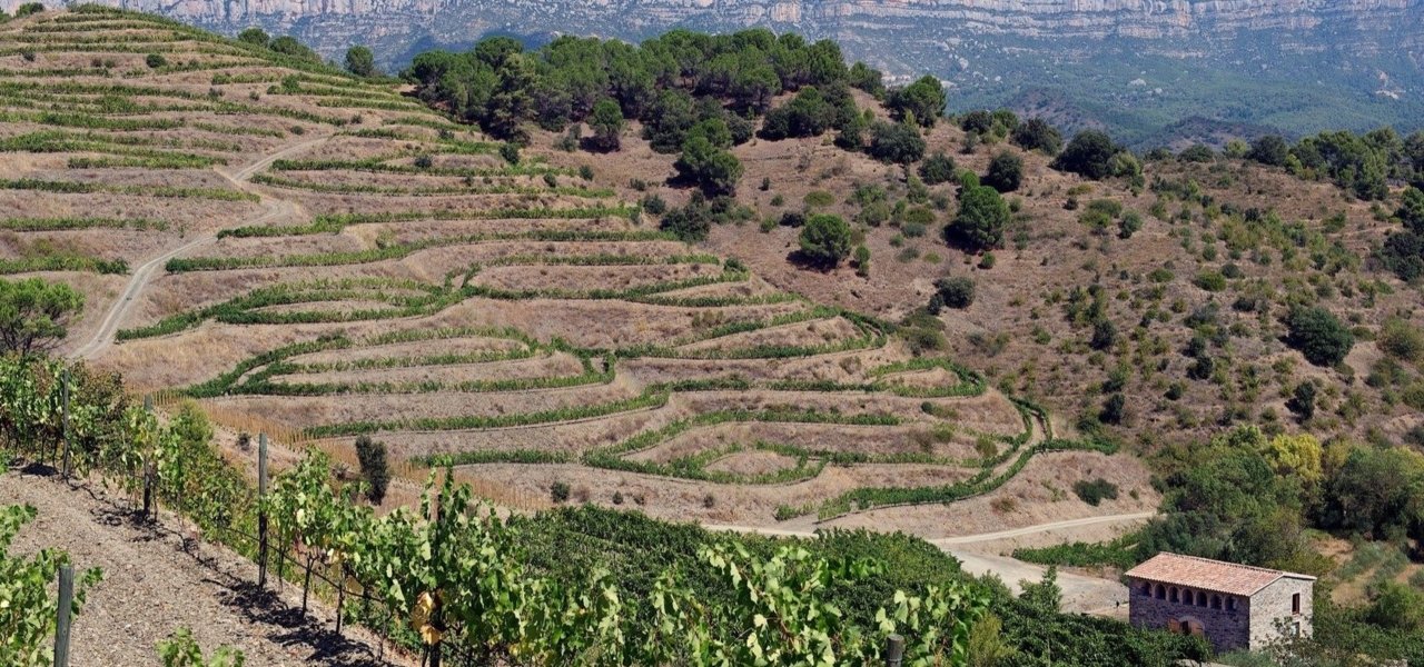 Priorat land: every square meter counts