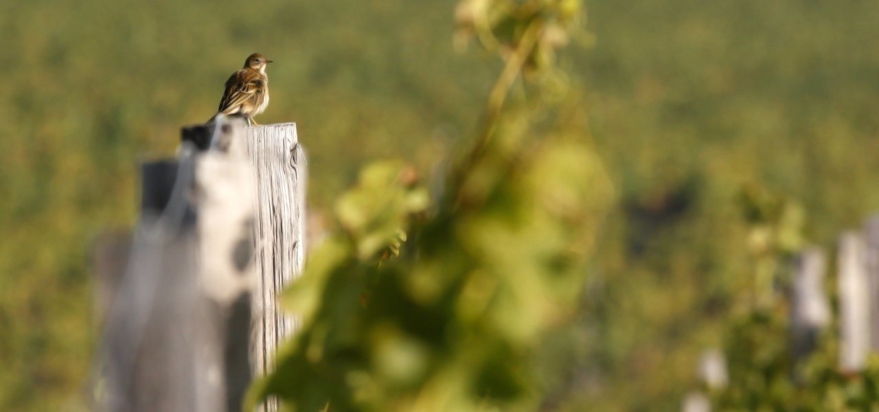 Nature Chateau Guiraud