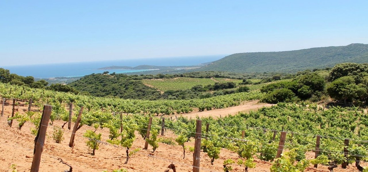 Corsica wine tour