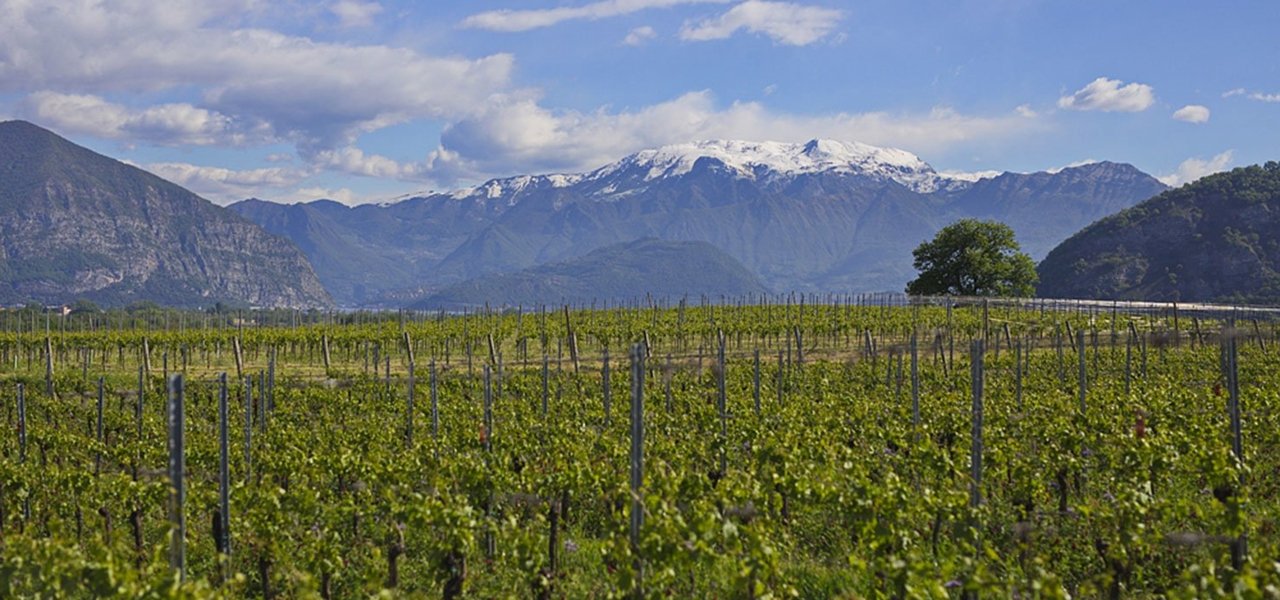 Mountains over the vineyards