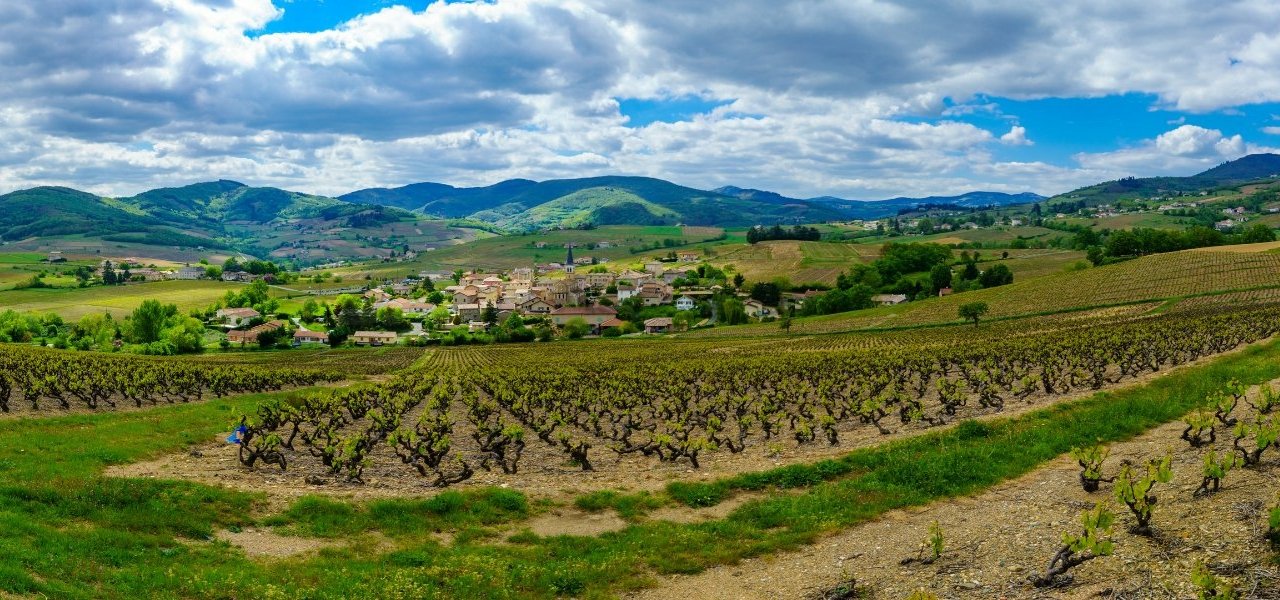 Rhône Valley wine tour - Wine Paths