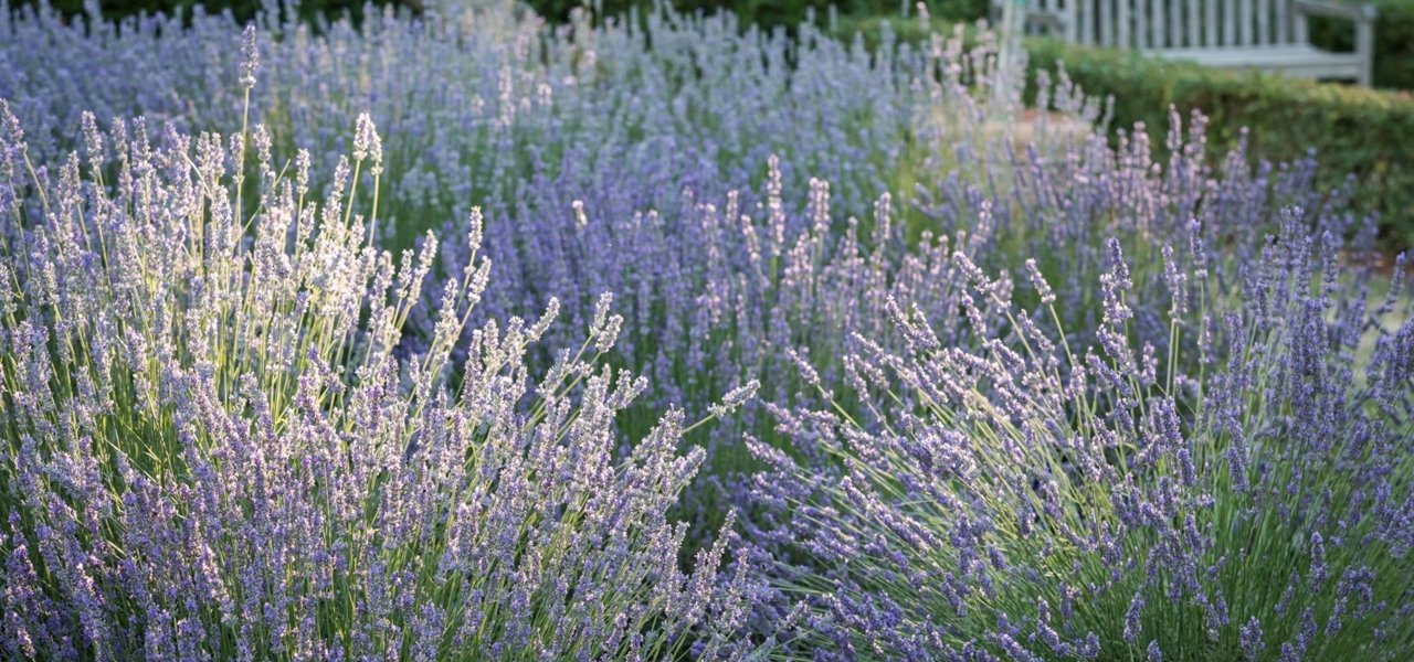 Lavender at Domaine de Fontenille - Wine Paths
