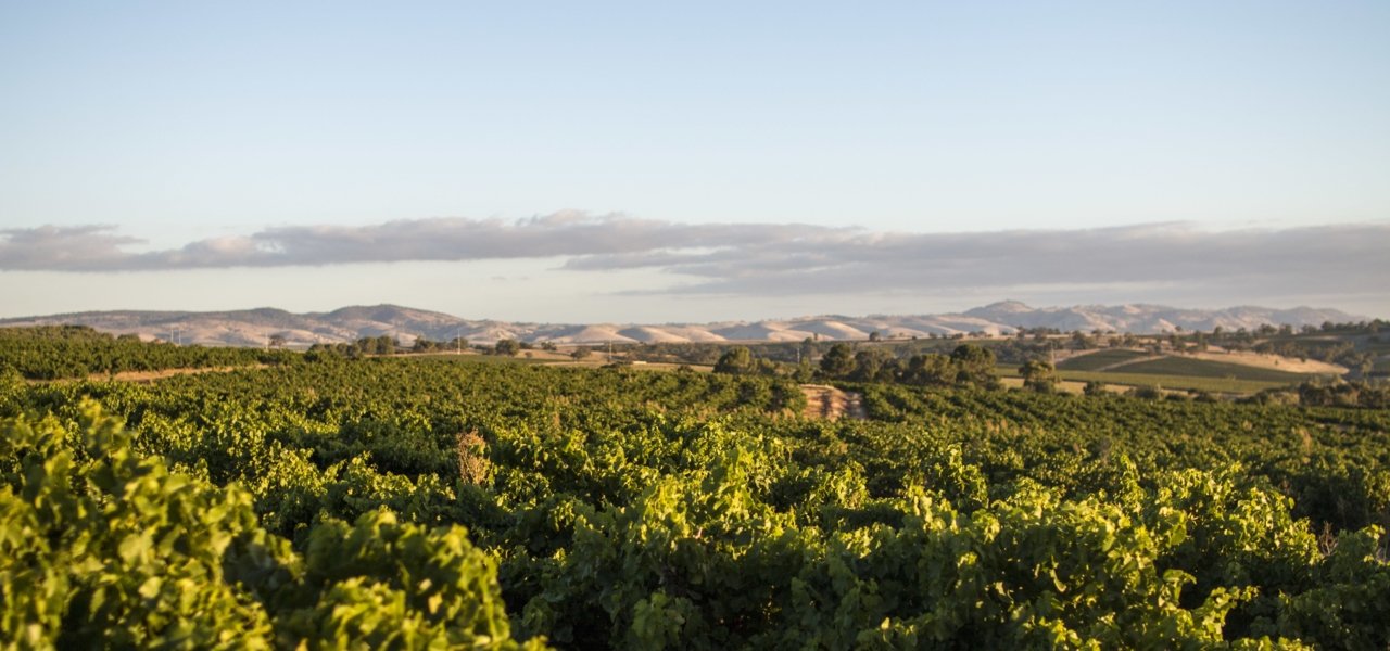 Barossa Vineyards - Wine Paths