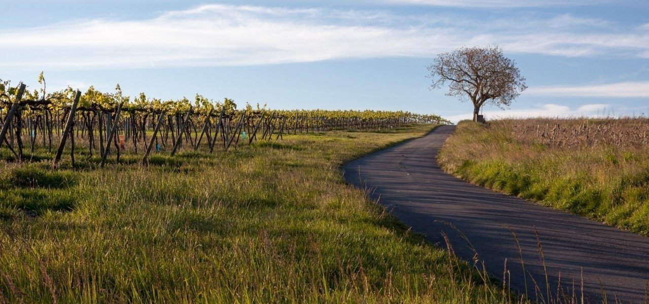 Bike Tour through the Cognac Countryside -  Wine Paths