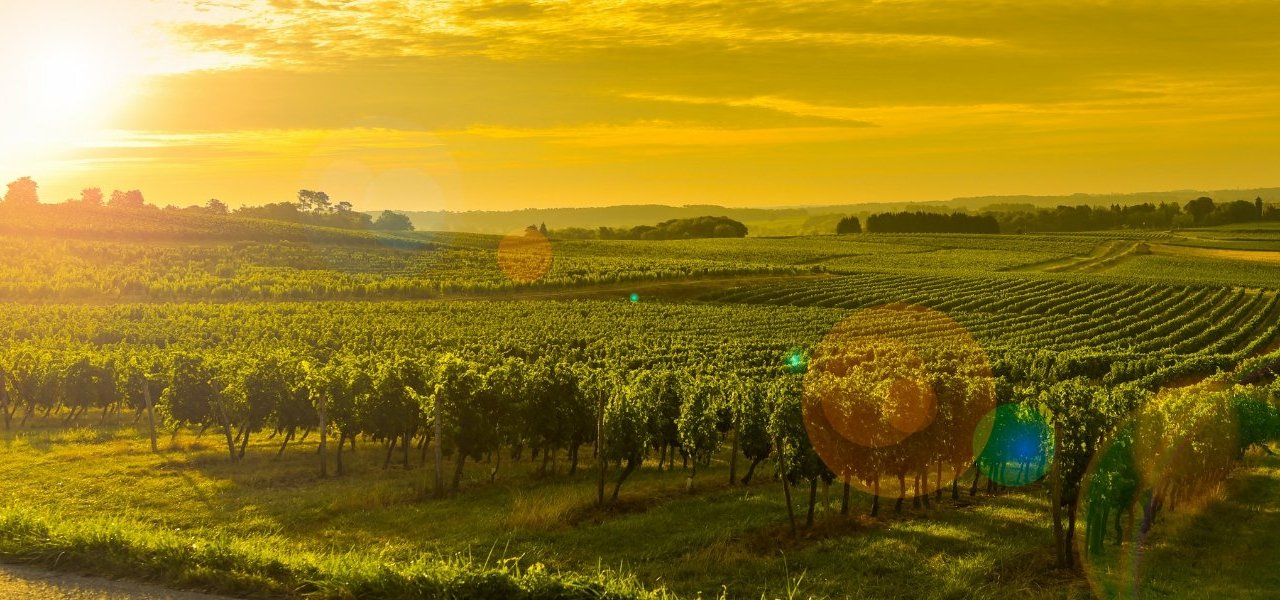 Bordeaux wine tours - Wine Paths