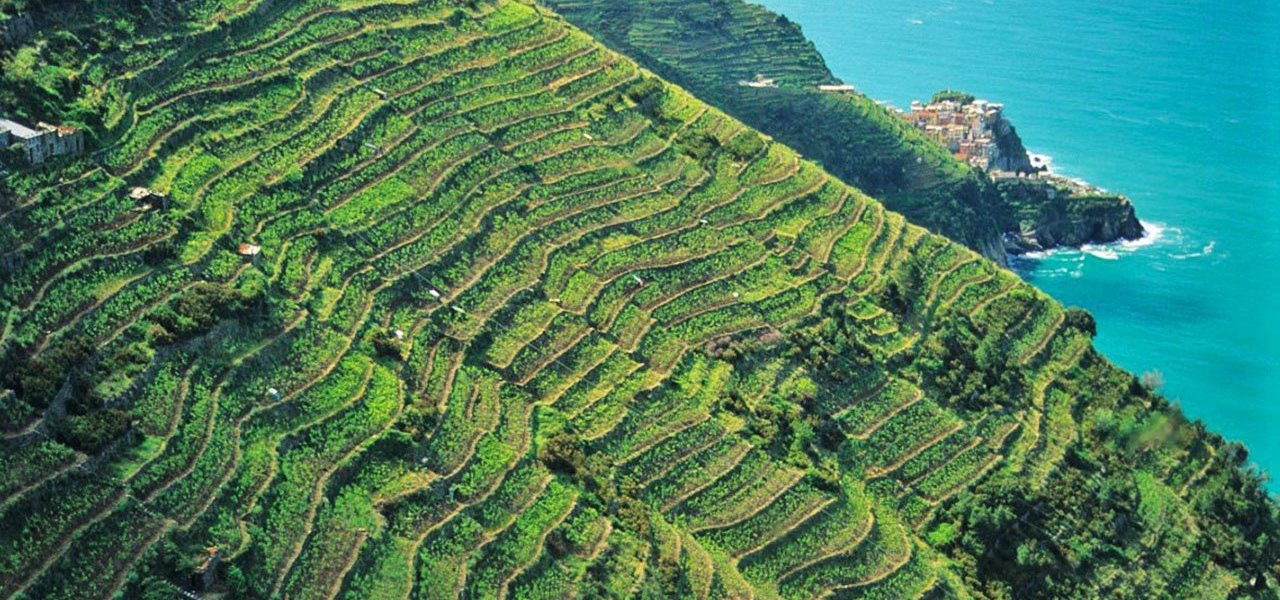 Vineyard terraces