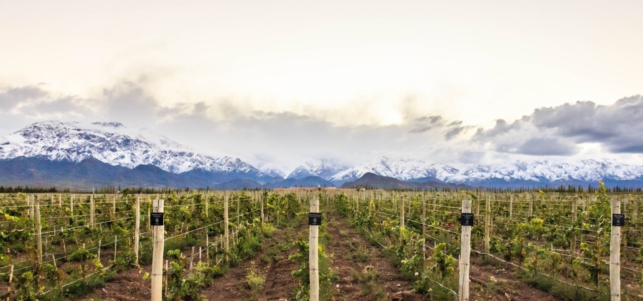 Vineyards at alpasion