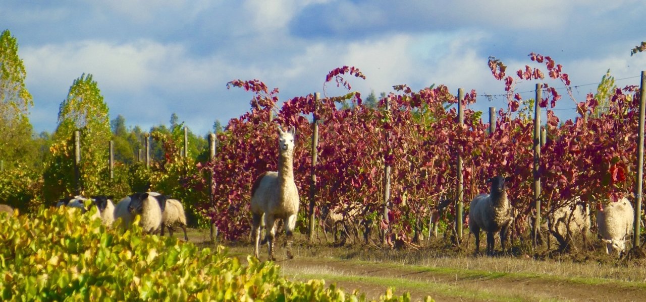 Alpaca and sheep grazing in the vineyard
