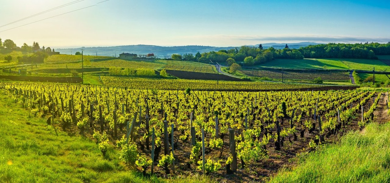 Rhône Valley wine tour - Wine Paths