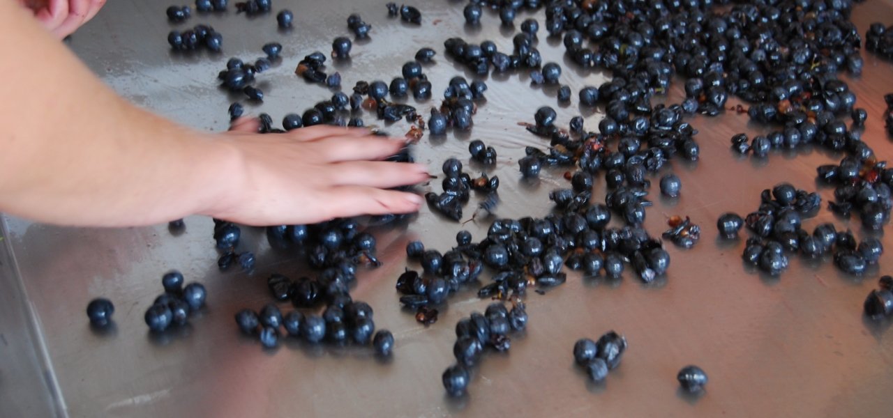Grape sorting for Chacayes