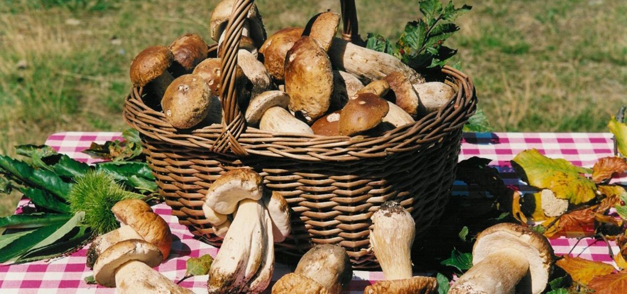 Porcini mushrooms