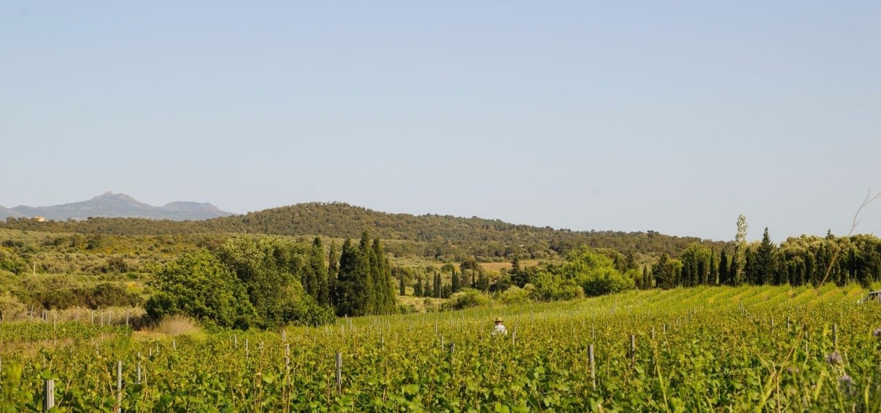 Emporda Region: only vineyards between the ground and the sky.