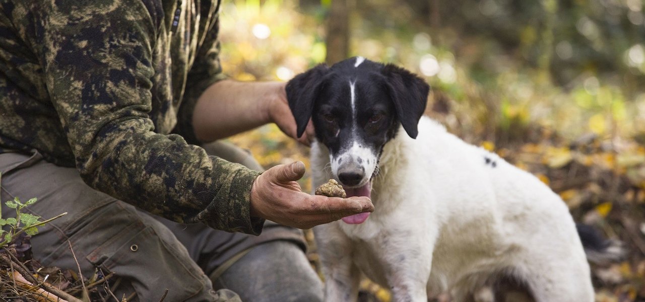 Truffle hunter and his dog