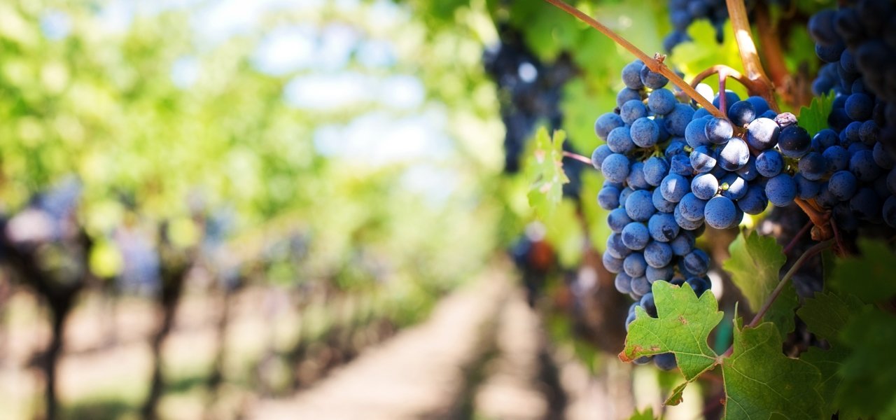 Grapes