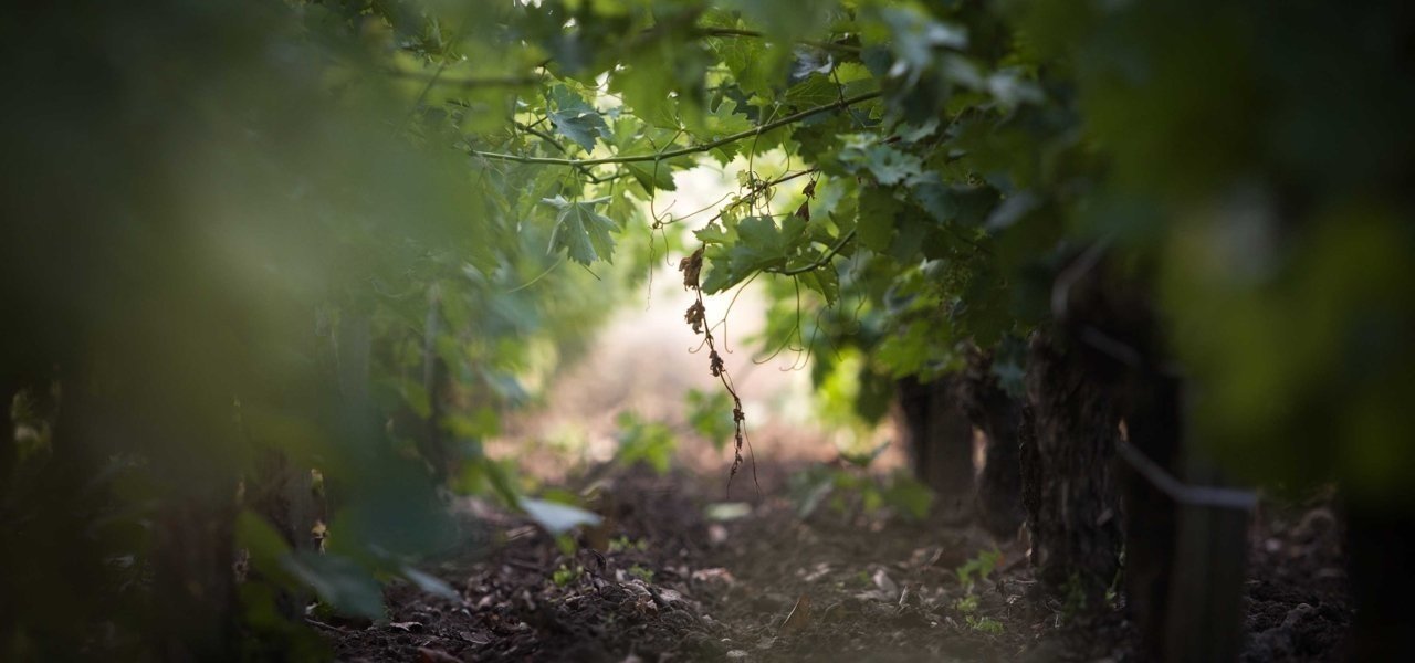 vineyards at chateau kirwan