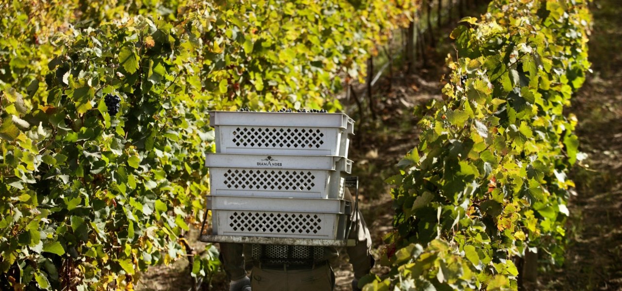 During Harvest