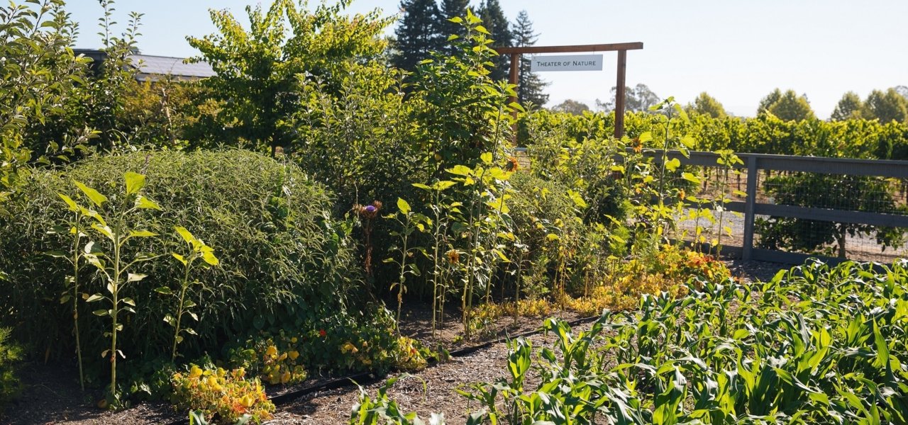 Theater of Nature at DeLoach Vineyards