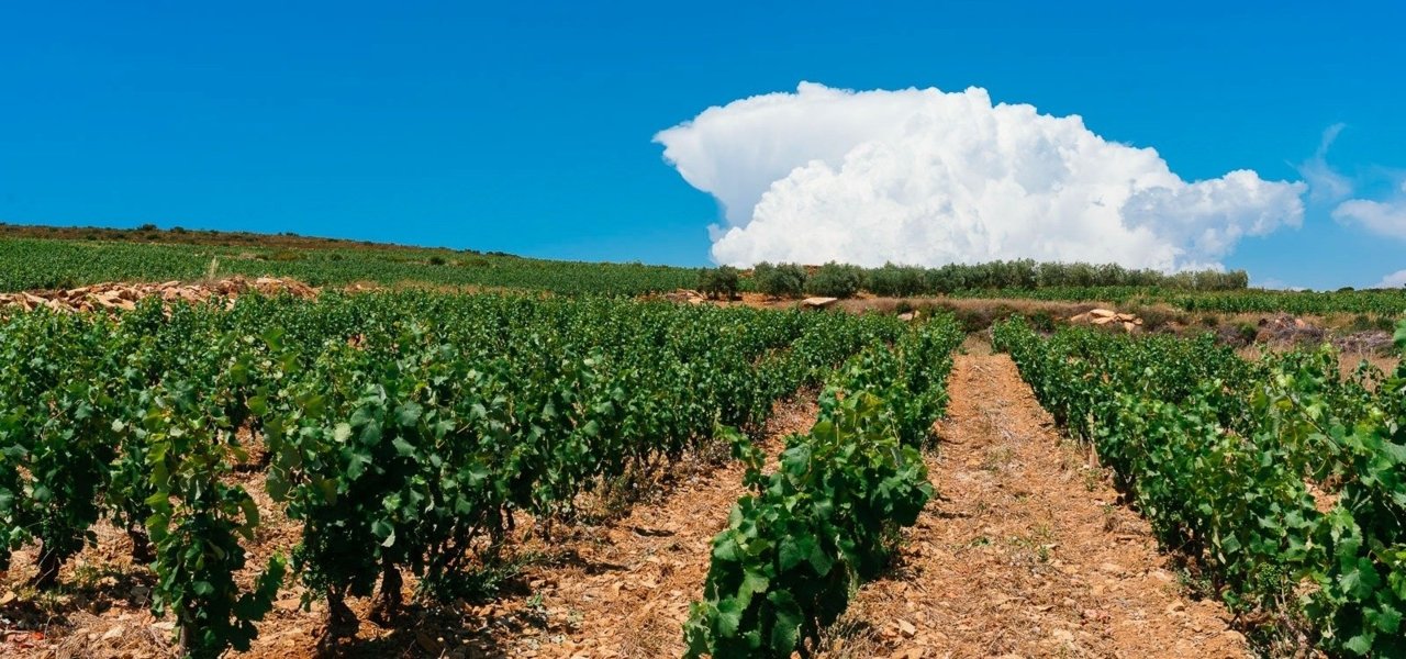 Bandol wine tour