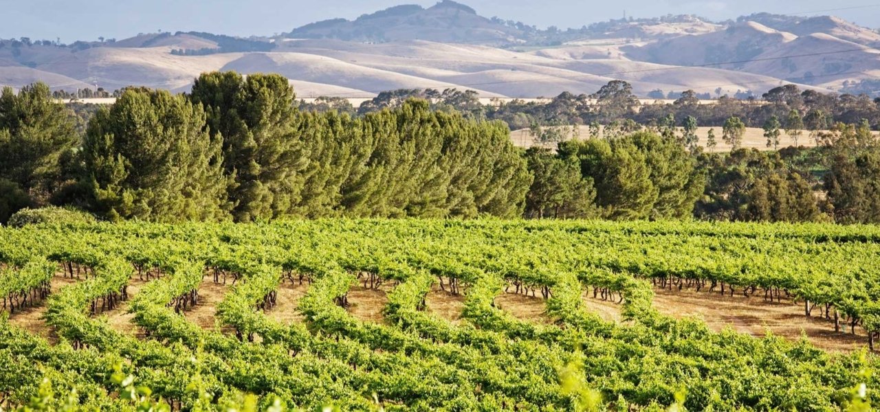 Local wine travel expert in Australia